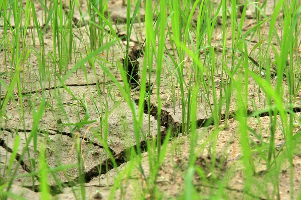 Tierra agrietada - Campos de arroz - Filipinas —  Fotos de Stock
