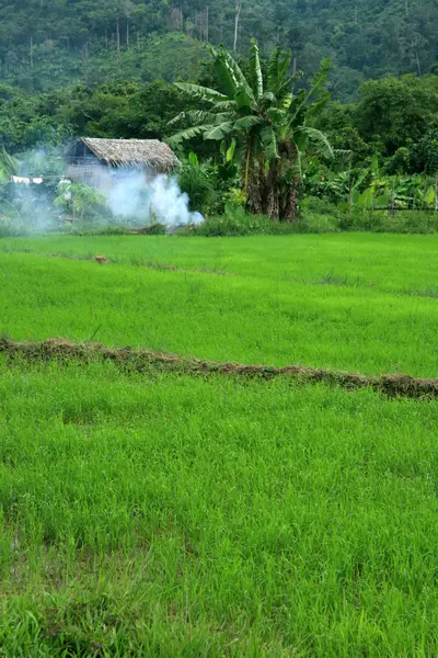 쌀 필드-필리핀 — 스톡 사진