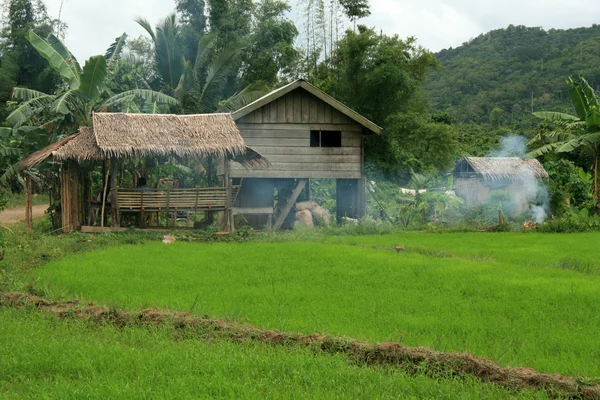 Risfälten - Filippinerna — Stockfoto