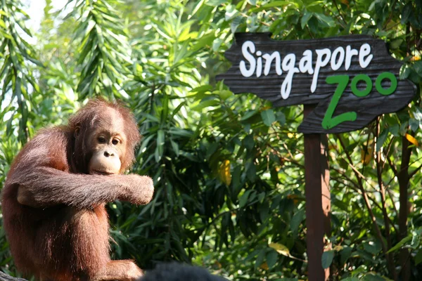 Orang-Utan mit Singapore-Zooschild Stockbild