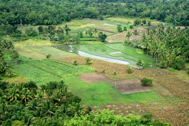 Bohol Island, Philippines clipart