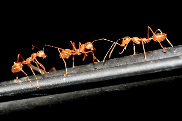Röd myra närbild — Stockfoto