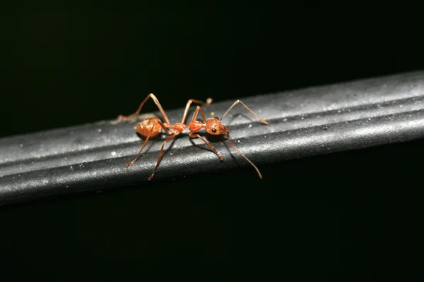 红蚂蚁靠拢 — 图库照片