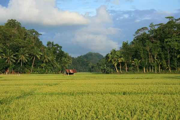 Champ de riz pittoresque, Philippines — Photo