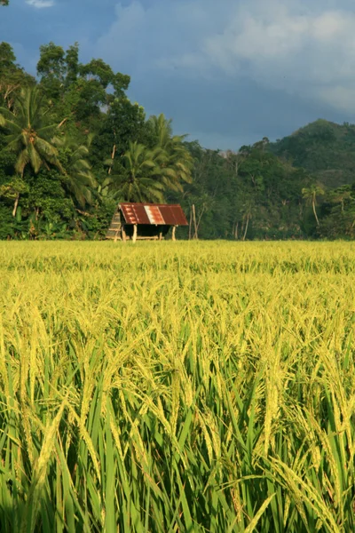 Festői rizs mező, Fülöp-szigetek — Stock Fotó