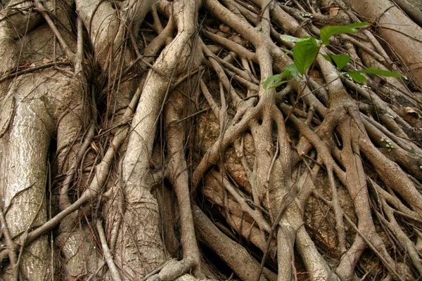 Tree roots - luis de camoes Tuin, macau — Stockfoto