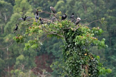 Nil Nehri - bujagali, kuş düşüyor, nehir Uganda - Afrika'nın incisi