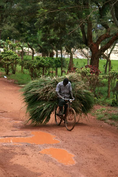 本地-乌干达、 非洲 — 图库照片