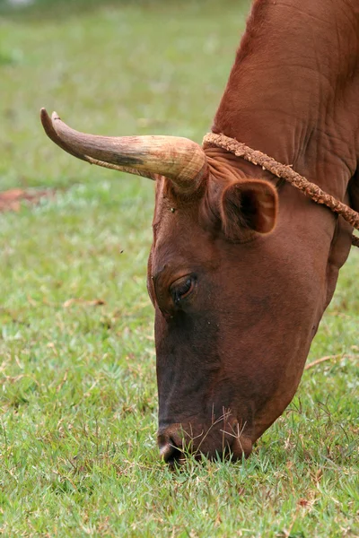 stock image Cow - Jinja - Uganda, Africa