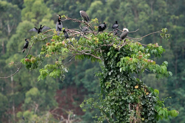 Vogel am Nil - Bujagali-Wasserfälle, Fluss in Uganda - die Perle Afrikas — Stockfoto