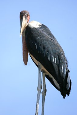 potpurinin leylek, Afrika