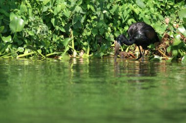 karabatak - lake victoria - uganda, Afrika