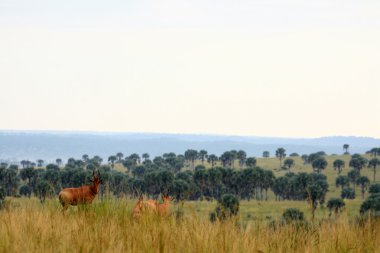 hartebeest, uganda, Afrika