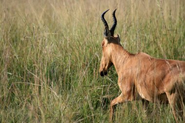 hartebeest, uganda, Afrika