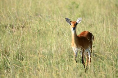 Impala antilop, uganda, Afrika