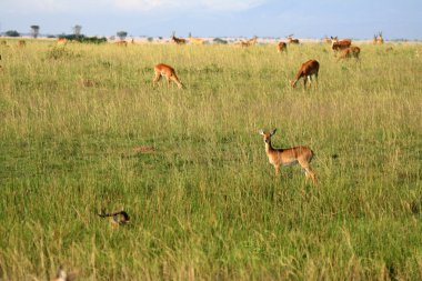 Impala antilop, uganda, Afrika