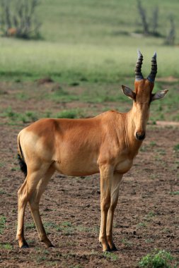 Hartebeest, Uganda, Africa clipart