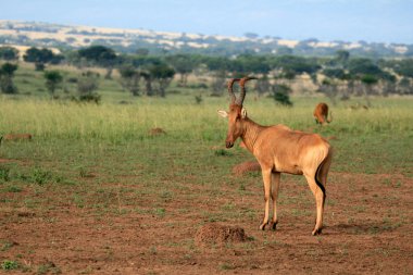 Murchison düşer np, uganda, Afrika