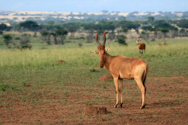 hartebeest, uganda, Afrika