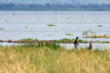 Nil Nehri murchison düşer np, uganda, Afrika