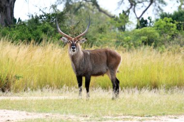 su buck - uganda, Afrika