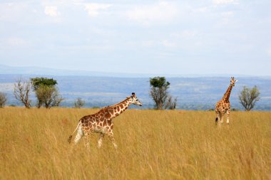 zürafa, uganda, Afrika