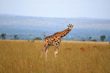 zürafa, uganda, Afrika