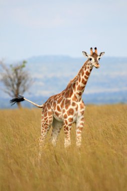 Giraffe, Uganda, Africa clipart