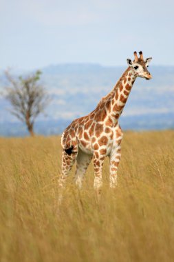 zürafa, uganda, Afrika