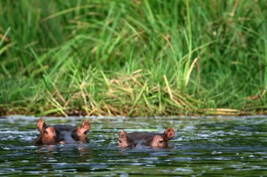 Hippo - murchison düşer np, uganda, Afrika