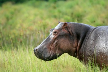 Hippo - murchison düşer np, uganda, Afrika