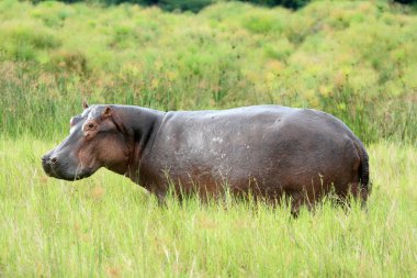 Hippo - murchison düşer np, uganda, Afrika