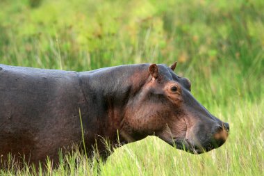 Hippo - murchison düşer np, uganda, Afrika