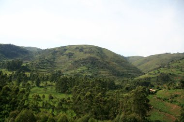 Uganda, Afrika pirinç tarlaları