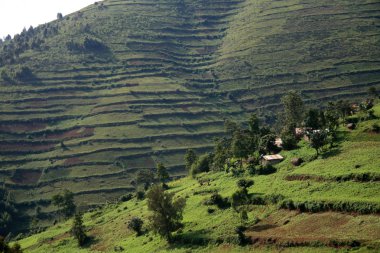 Uganda, Afrika pirinç tarlaları