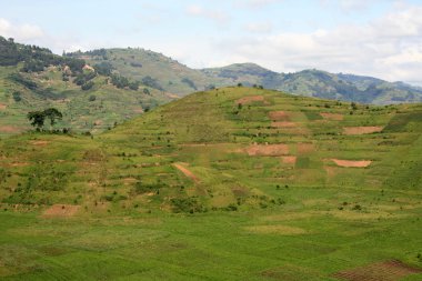 Uganda, Afrika pirinç tarlaları