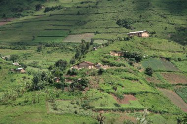 Uganda, Afrika pirinç tarlaları