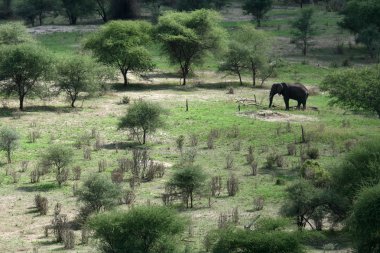 fil. Tanzanya, Afrika