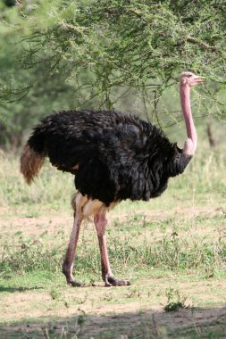 Ostrich in Tarangire National Park. Tanzania, Africa clipart