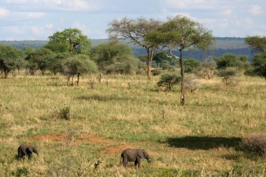 Safari - tarangire Milli Parkı. Tanzanya, Afrika