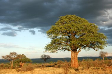 Baobab Tree - Tarangire National Park. Tanzania, Africa clipart