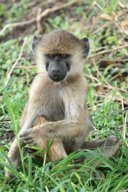 Baboon - Tanzanya, Afrika