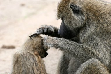 Baboon - Tanzanya, Afrika