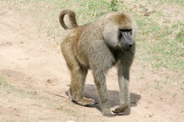 Baboon - Tanzania, Africa clipart