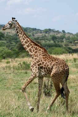 zürafa - tarangire Milli Parkı. Tanzanya, Afrika