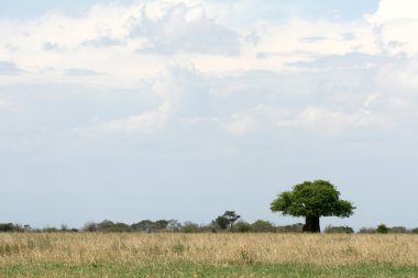 Safari Landscape. Tanzania, Africa clipart
