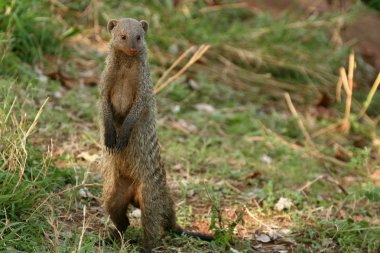 şeritli mongoose - Tanzanya, Afrika