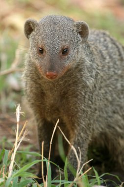 şeritli mongoose - Tanzanya, Afrika