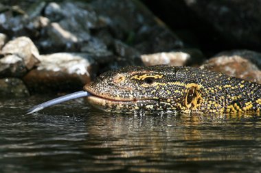 Lake victoria - Nehir Nil - uganda, Afrika kaynağı