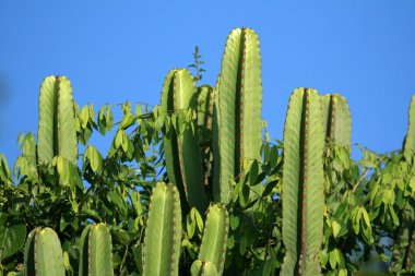 Cactus , Uganda, Africa clipart